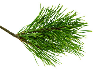 green branch of a pine tree. Christmas tree branches. Coniferous tree branch . Pine branch on...