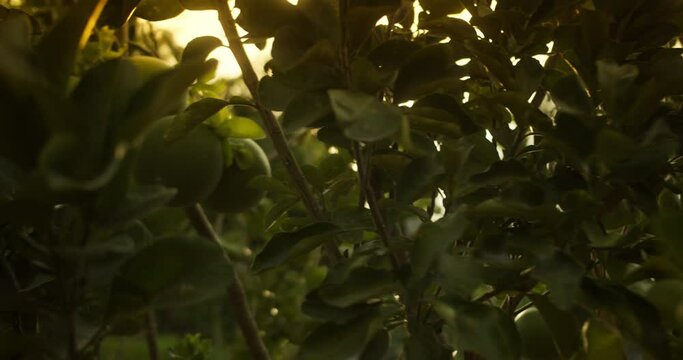 Pomelo fruit, Looking up at the sun through dense citrus trees with ripe fruit. Citrus pomelo fruit ripening on tree close up, green fruit. 4K