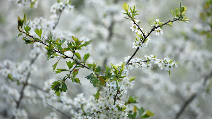 Twig of flowering blackthorn, Prunus spinosa, in spring. white flowers, natural floral background....