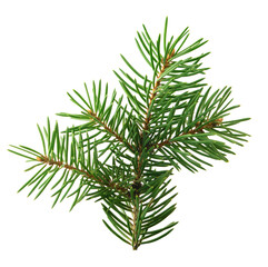 fir tree branches isolated on transparent, png. Branch tree, fir evergreen twig to xmas holiday