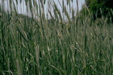 
Close-up of barley ears, green ears