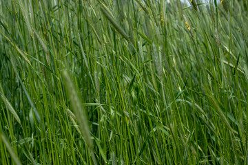 
Close-up of barley ears, green ears