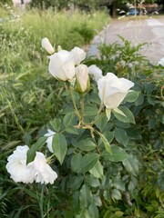 Rosa thea 