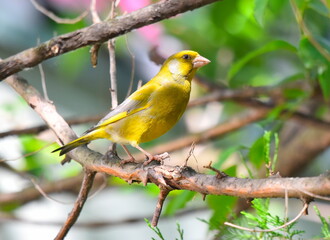 Obraz premium Chloris chloris male posing on the branch.