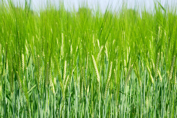 spikelets. cobs of corn close-up. Fresh green young unripe juicy spikelets of wheat on a blurred green field. Oats, rye, barley. harvest in spring or summer, closeup of a field