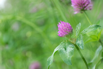 Red Clover, Trifolium pratense, in a typical meadow environment. delicate flower, on a light green natural background, with drops after rain, morning dew, moisture on the petals. macro nature.