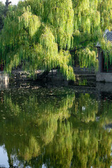 Weeping Willow tree reflecting in a lake at the Summer Palace in Beijing