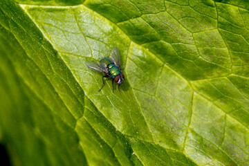 A macro shot of a brown eyed green fly sitting on a green leaf.
