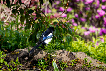 Magpie hunting for bumblebee on the ground, flower garden in Scotland, Edinburgh