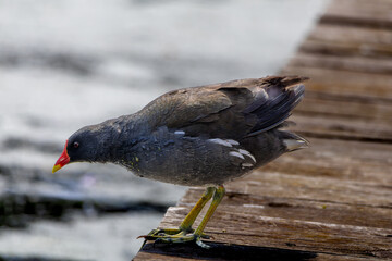 A close-up portrait of a black common moorhen. A moorhen standing on a bridge over a lake in spring in Edinburgh, Scotland.