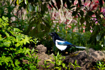 Magpie hunting for food on the ground, flower garden in Scotland, Edinburgh