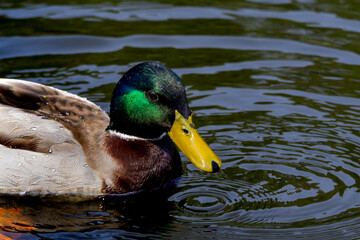 Mallard or wild duck, Anas platyrhynchos - lake in Edinburgh Scotland, near Arthur's Seat.