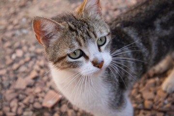 Retratos Felinos: Fotografía Impactante de Gatos
