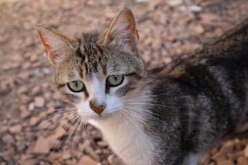 Obraz premium Retratos Felinos: Fotografía Impactante de Gatos
