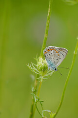 Butterfly on the grass, butterfly species: Polyommatus icarus/common blue, close-up.