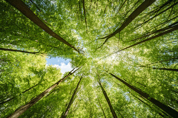 Viewing sunlight peeking through the canopy of a forest - sustainability
