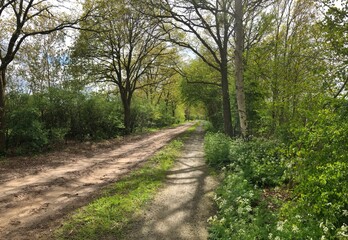 Dirt road at Uffelte Drenthe Netherlands. Winkelsteeg. Spring. 