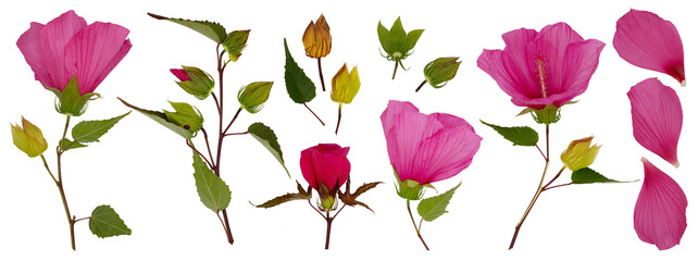 PNG set of isolated hibiscus plants, leaves and flowers (chinese rose, chinese hibiscus) on...
