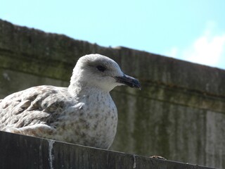 Seagull head close up