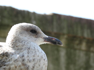 Seagull head close up