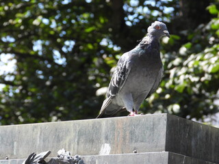 Golab on a horizontal base