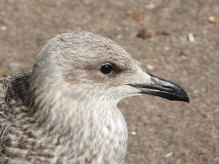 The head of a brown and white seagull