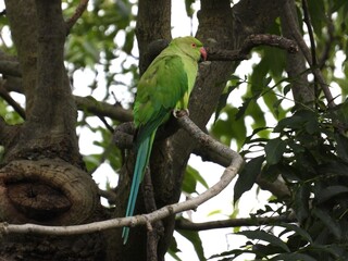 Green parrot on a tree branch