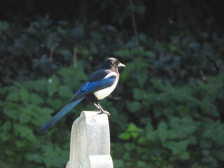 Magpie on a concrete slab