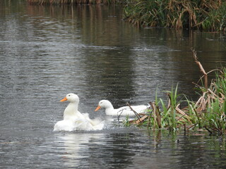 White young swans on the pond
