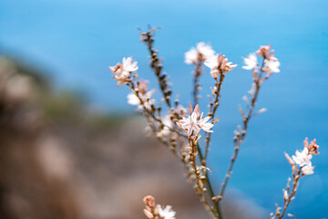 Wild flower, wild plant growing on the coast of cala d or on a sunny day - travel destination concept