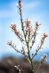 Wild flower, wild plant growing on the coast of cala d or on a sunny day - travel destination concept