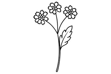 yarrow flower vector illustration