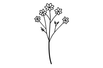 yarrow flower vector illustration