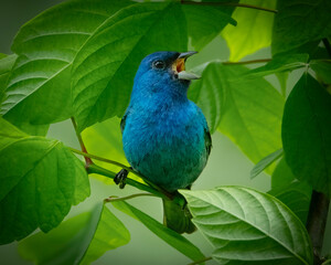 Indigo Bunting singing