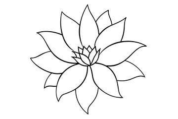 xeranthemum flower vector illustration