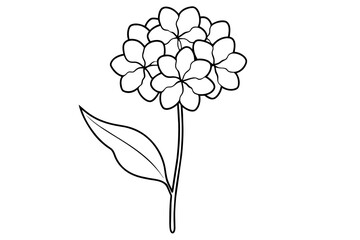 verbena flower vector illustration