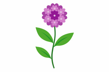 verbena flower vector illustration