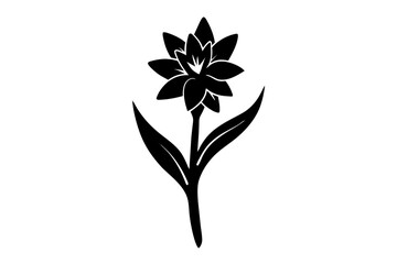 tuberose flower vector illustration