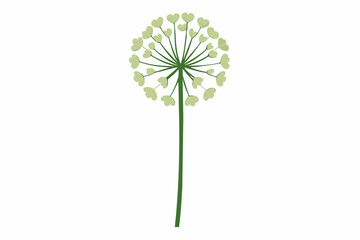 queen anne's lace flower vector illustration