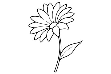 osteospermum flower vector illustration