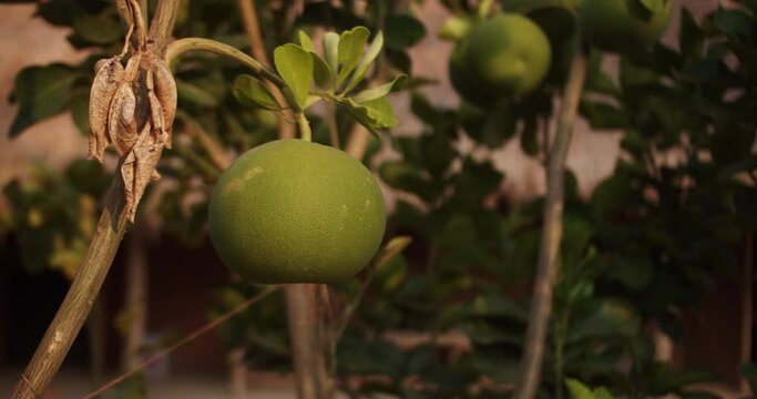Citrus pomelo fruit ripening on tree close up, green fruit. 4K. Pomelo fruit, Looking up at the sun through dense citrus trees with ripe fruit.