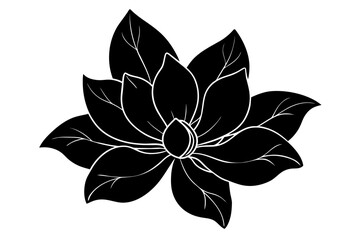 Obraz premium magnolia, flower vector illustration