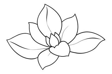 magnolia, flower vector illustration