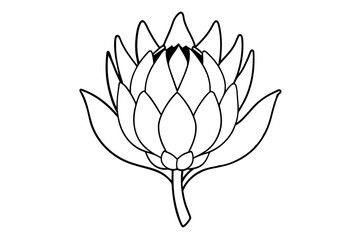 king protea flower vector illustration
