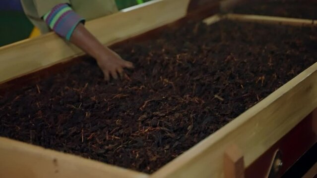 Worker sifts tea leaves, removing stems for quality product in factory. Hands sort through dried tea on conveyor, ensuring premium blend. Process focused footage, ideal for various uses. Slow motion.