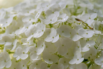 Białe kwiaty  hortensji z kroplami deszczu na płatkach. Ogród miejski w letni poranek po...