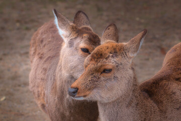 Two Deer