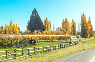 Autumn vineyards covered by protective netting in Central Otago near Queenstown, New Zealand.