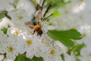 Pszczoła na białych kwiatach głogu szuka nektaru i pyłku. Wiosenna eksplozja kwiatów...