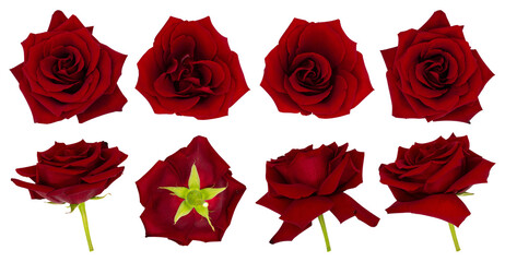 png set collage of red rose buds on transparent background